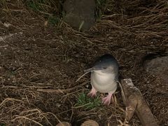 -企鹅岛
