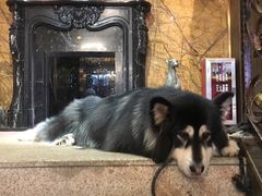 -more than meow吴止猫主题餐厅(承德 中船汇店)