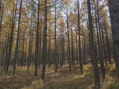 -塞罕坝国家级自然保护区