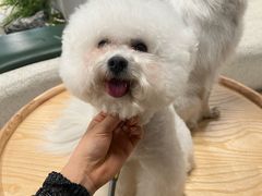 -帕帕拉兹宠物(亚洲旗舰店)