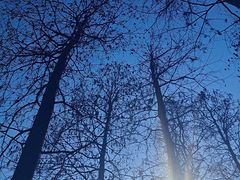 -上海共青森林公园