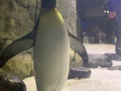 -悉尼海洋生物水族馆