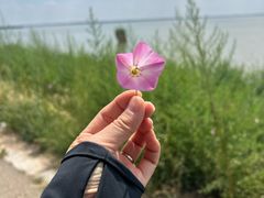 -敕勒川草原文化旅游区