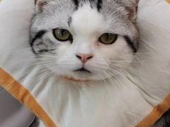 -东方名猫馆·英短金渐层布偶猫舍(环线广场1号楼店)