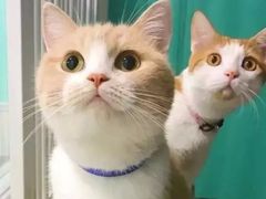 -守柴炉烤鸭(成都大邑店)