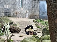 -都江堰中华大熊猫苑