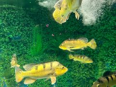 -泉城欧乐堡海洋极地世界