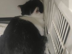 -瑞鹏瑞爱宠物医院·全科·猫科·血液透析中心(龙头寺店)