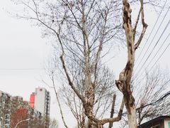 -菊花台公园