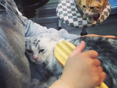 -PETKIT小佩宠物(古北店)