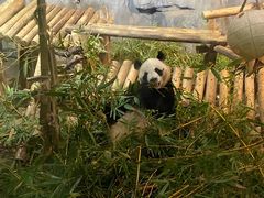 -深圳野生动物园
