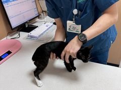 -瑞派康怡24h宠物医院·犬猫医疗中心·微创绝育(瑞景分院)