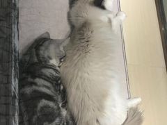 -momokira米努特·德文卷毛猫·棉花面纱犬