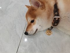 -柴犬小屋·柴餐厅·狗咖食堂(金鼎广场店)