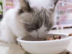 -藏猫猫咖啡主题馆(中央大道店)