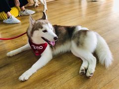 -Husky Go! 哈士奇体验馆·宠物咖啡厅狗咖