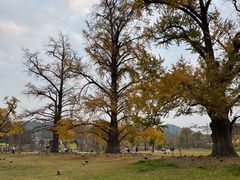 -千年银杏谷文化旅游区