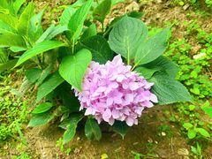 -幽岚山·童话森林