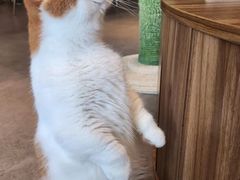 -飞行喵MR PILOT|猫舍·猫咖(静安大融城店)