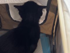 -天使宠物医院·犬猫分诊(彩虹店)