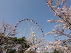 -顾村公园