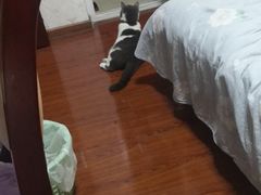 -瑞鹏瑞爱宠物医院·全科·猫科·血液透析中心(龙头寺店)