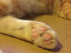 -平行世界·猫咖(首经贸店)