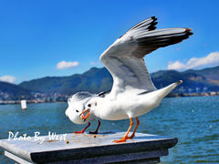 -海埂大坝
