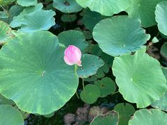 -天津东丽湖风景区