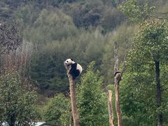 -卧龙中华大熊猫苑神树坪基地