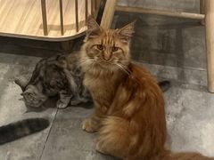 -楼上猫咖(罗湖店)