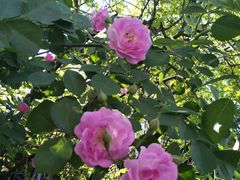 -武清南湖绿博园