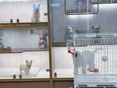 -翊宠yipet猫狗购宠庄园犬舍•猫舍