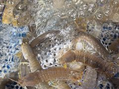 -77号渔船·蒸海鲜青岛菜(积米崖店)