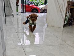 -瑞鹏瑞爱宠物医院·全科·猫科·血液透析中心(龙头寺店)