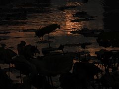 -新江湾城公园