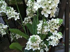 -新竹里馆·花园餐厅(兴苑路店)