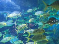 -烟台海昌鲸鲨海洋公园