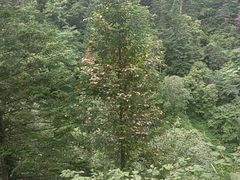 -凤凰山国家森林公园