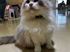 -藏猫猫咖啡主题馆(中央大道店)