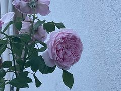 -树山生态村
