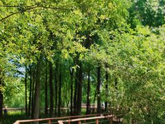 -贡湖湾湿地公园