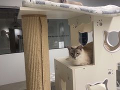 -Cappucimeow猫咪咖啡馆(韦伯时代店)