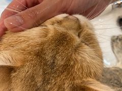 -momokira米努特·德文卷毛猫·棉花面纱犬