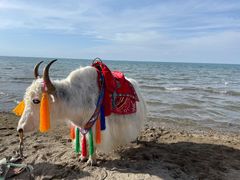 -青海湖国家重点风景名胜区