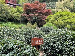 -十八棵（老龙井）御茶园(老龙井店)
