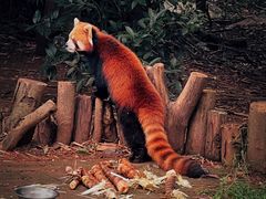 -成都大熊猫繁育研究基地