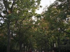 -洛阳市隋唐城遗址植物园