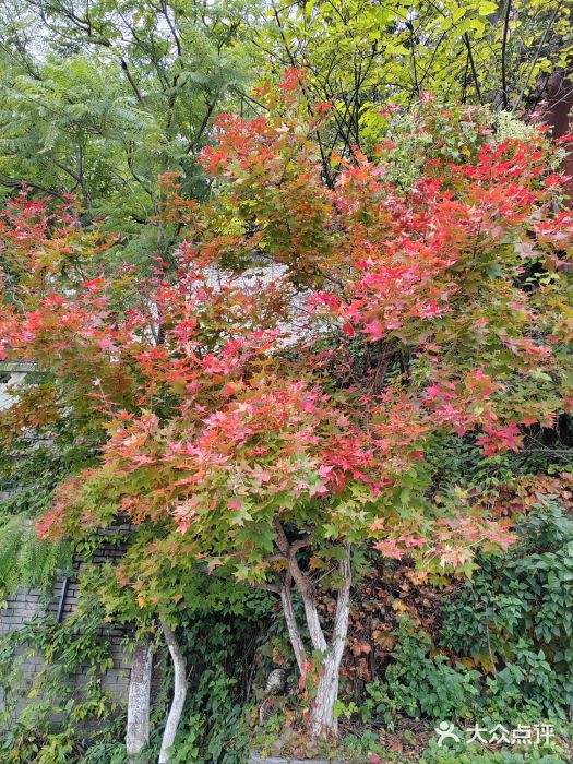 西昌邛海湿地图片