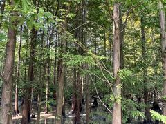 -桤木河湿地公园